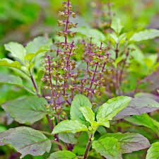 Tulsi (Holy Basil)